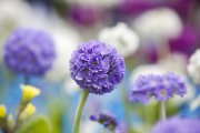 vvbvanbree bloemen en planten j  3158